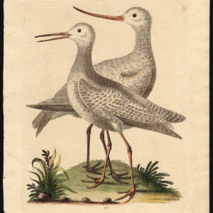 Natuurlijke Historie Vogel White Godwit Scolopax Edwards 1750