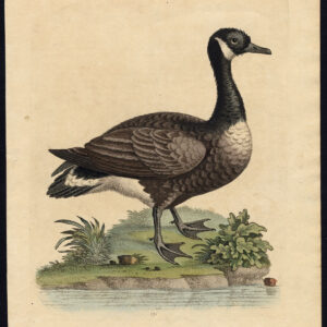 Natuurlijke Historie Vogel Wild Swan Anas Cygnus Edwards 1750