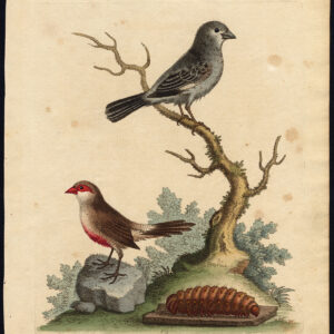 Natuurlijke Historie Vogel Grijze Finch Wax Bill Edwards 1750