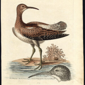 Natuurlijke Historie Vogel Whimbrel Tanagra Edwards 1758