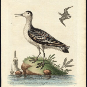 Natuurlijke Historie Vogel Tringa Grey Coot Footed Edwards 1757