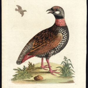 Natuurlijke Historie Vogel Francolin Tetrao Edwards 1757