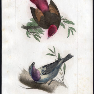 Vogel Exotische Waxwing Pl. 1 Lemaire Debure 1836