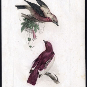 Vogel Exotische Cotinga Pompadour Paars Pl. 2 Lemaire Debure 1836