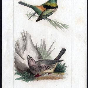 Vogel Exotische Tanager Turqoise Groen Pl. 3 Lemaire Debure 1836