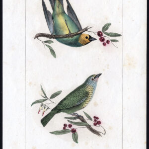 Bird Exotic Tanager Spotted Gilt Edged Pl. 4 Lemaire Debure 1836