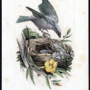 Vogel Exotische Tanager Blauw Grijs Pl. 6 Lemaire Debure 1836