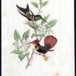 Vogel Exotische Hummingbird Ruby Necked Pl. 11 Lemaire Debure 1836