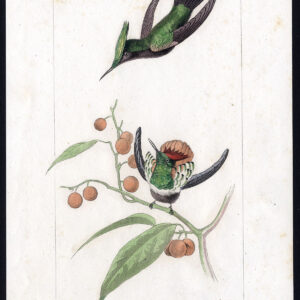 Vogel Exotische Hummingbird Crested Pl. 12 Lemaire Debure 1836
