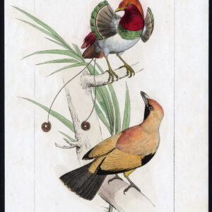 Vogel Exotische Paradijsvogel Regent Pl. 23 Lemaire Debure 1836