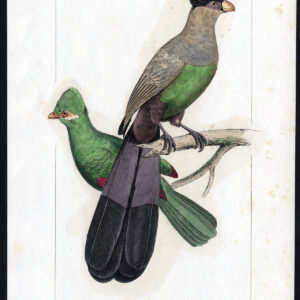 Vogel Exotisch Touraco Guinea Gigantic Pl. 34 Lemaire Debure 1836