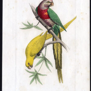 Vogel Exotische Lorikeet Rainbow Parakeet Pl. 35 Lemaire Debure 1836