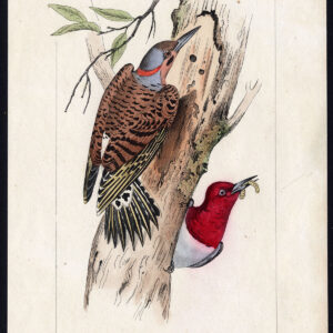 Vogel Exotische Specht Goud Gevleugelde Pl. 44 Lemaire Debure 1836