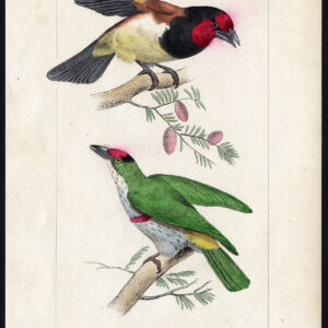 Vogel Exotische Barbet Red Banded Pl. 46 Lemaire Debure 1836