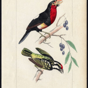 Vogel Exotische Barbet Black Throated Pl. 47 Lemaire Debure 1836