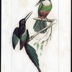 Vogel Exotische Jacamar Paradijs Pl. 53 Lemaire Debure 1836
