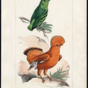Vogel Exotische Broadbill Cock Of The Rock Pl. 57 Lemaire Debure 1836