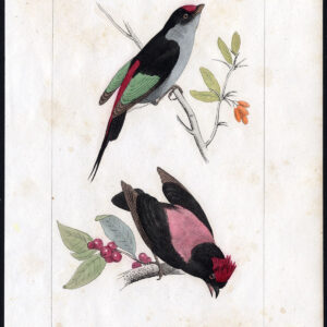 Bird Exotic Manakin Blue Backed Pl. 59 Lemaire Debure 1836