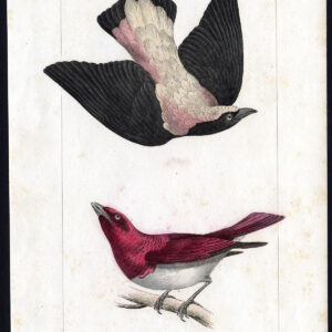 Vogel Exotische Fairy Bluebird Starling Pl. 65 Lemaire Debure 1836