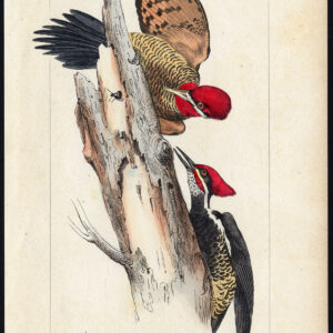 Vogel Exotische Woodpecker Lineated Pl. 43 Lemaire Debure 1836