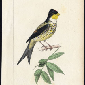 Vogel Exotische Cotinga Swallow Tailed Pl. 67 Lemaire Debure 1836