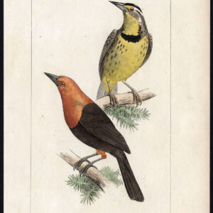 Vogel Exotische Weide Lark Starling Pl. 69 Lemaire Debure 1836
