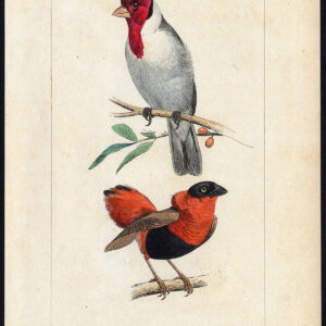 Bird Exotic Cardinal Fire Starling Pl. 73 Lemaire Debure 1836