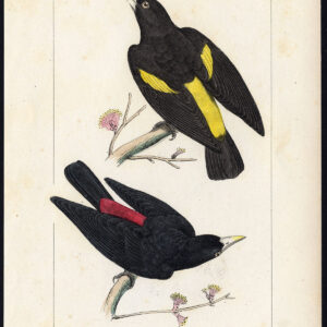 Vogel Exotische Cassique Geel Red Rumped Pl. 71 Lemaire Debure 1836