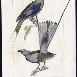 Vogel Exotische Roller AbyssiniëAn Pl. 77 Lemaire Debure 1836