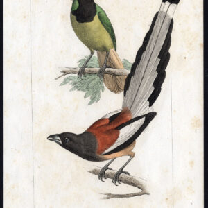 Vogel Exotische Peruvische Jay Rufous Crow Pl. 80 Lemaire Debure 1836