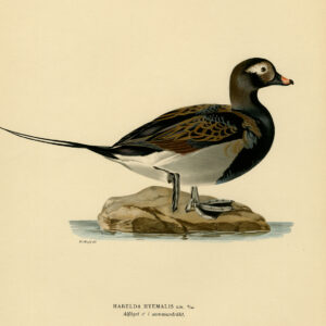 Clangula Hyemalis Long Tailed Duck Oldsquaw Zomer Von Wright 1917