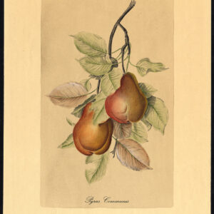 Antieke prent-PYRUS COMMUNIS-EUROPESE PEER-1940