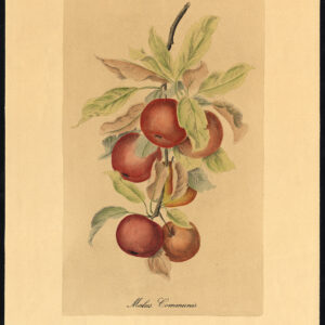 Antieke prent-MALUS COMMUNIS-APPLE-1940