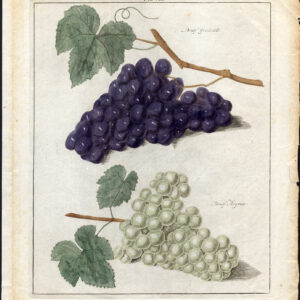 Antieke prent-GRAPE-GOEDEDELE-HOGMAR-DRUIF-Pomologia-Knoop-1758