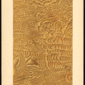 Antieke druk-HOUTWERK-KORREL-HONGAARSE ASH-PLAAT 10-Weiershausen-1902