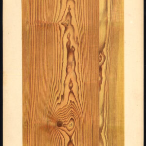 Antieke prent-HOUTWERKING-KORREL-EUROPESE SPRUCE-PLAAT 14-Weiershausen-1902