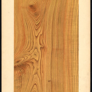 Antieke prent-HOUTWERKING-KORREL-WILD KERSEN-PLAAT 18-Weiershausen-1902