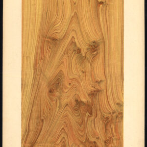 Antieke prent-HOUTWERK-KORREL-GEMEENSCHAPPELIJKE JUNIPER-PLAAT 24-Weiershausen-1902