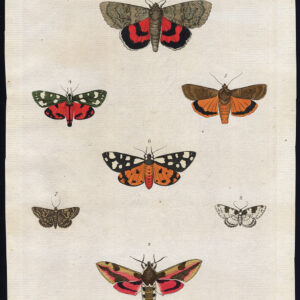 Antieke prent-ONDERVLEUGELMOTEN-TIGER-VLINDER-INSECTEN-LEPIDOPTERA-Martyn-1785