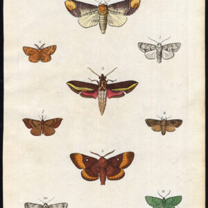 Antieke prent-VLINDERS-MOTTEN-VLINDER-INSECTEN-LEPIDOPTERA-Martyn-1785