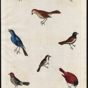 Gemeenschappelijke Mus Little Red Headed Finch Tree Chinees Martyn 1785