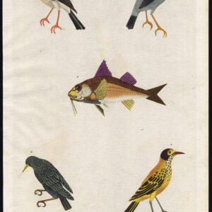 Gewone Starling Red Billed Indian Surmullet Goatfish Martyn 1785