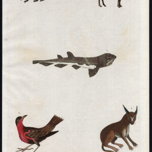 Antieke prent-GESPOTTE HAAI-AFRIKAANSE SCHAPEN-SHIRLEY-SIYAH GHUSH-Martyn-1785