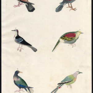 Gekroonde Duif Pompadour Paars Triangular Spotted Martyn 1785