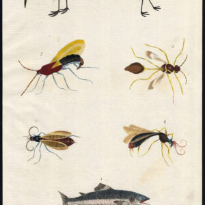 Antieke prent-ZALM-ZANDPIPER-SANDERLING-TURNER SAVAGE-SAW FLY-Martyn-1785