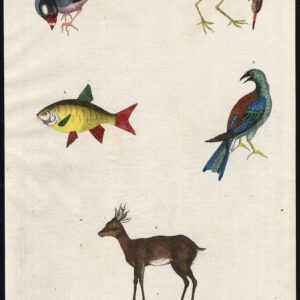 Antieke prent-RIJSTVOGEL-ROE BUCK-ROLLER-RUD-RUFF-Martyn-1785