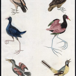 Grey Watgail King Gier Wallcreeper Purple Swamphen Martyn 1785