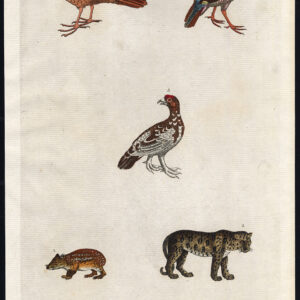 Paca Panther Red Legged Patrijs White Mountain Martyn 1785