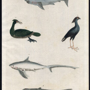 Antieke prent-SERPENT EATER-Aalscholver-SHAG-HAHAHAHAHAHAHAHAHAHAHAHAHAHAHAHAHAHAHAHAHAHAHAHAHAHAHAHAHAHAHAHAHAHAHAHAMINNHAHAHAN (1785-1785)