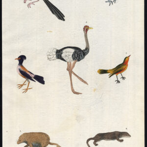 Nachtingaal Nutcracker Otter Ostrich Oriole Opossum Martyn 1785